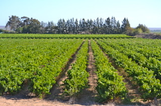 6 Bedroom Property for Sale in Koekenaap Western Cape